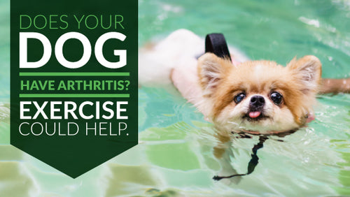 Exercise Can be Good For Dogs With Arthritis