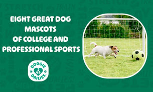 Famous Sports Dog Mascots: The Pups Who Steal the Show