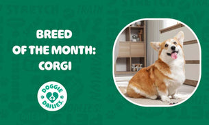 Everything You Need to Know About Corgis: A Complete Guide to Cardigan and Pembroke Welsh Corgis