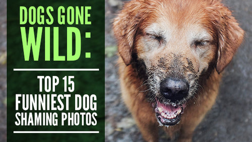 Dogs Gone Wild: 15 of Our Favorite Dog Shaming Photos