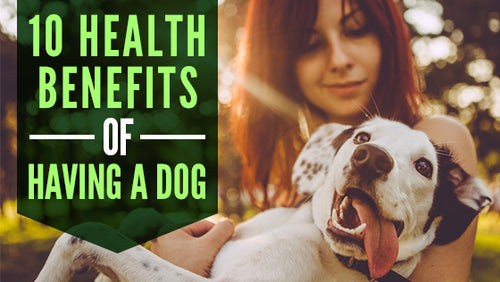 Amazing Health Benefits of Having a Dog