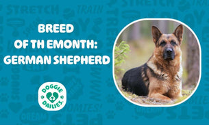 Everything You Need to Know About German Shepherds: History, Training, and Care Tips