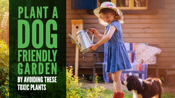 Plant a Dog-Friendly Garden