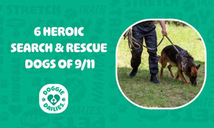 Honoring Heroic Search & Rescue Dogs of 9/11: Six Incredible Canine Stories