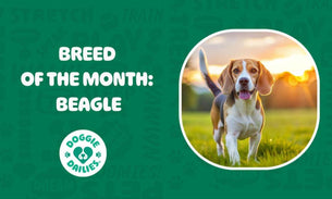 Beagles Unleashed: Complete Guide to This Lovable Howling Hound