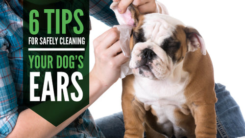 6 Tips for Safely Cleaning Your Dog's Ears