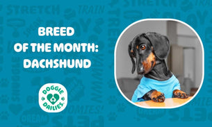 Discover Everything About Dachshunds: The Ultimate Guide to Caring for Your Wiener Dog