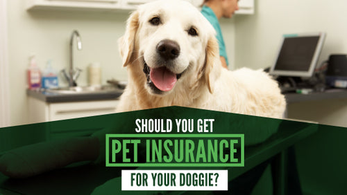 Should You Get Pet Insurance for Your Dog?