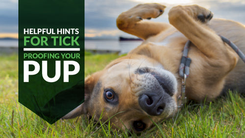 Helpful Hints For Tick Proofing Your Pup