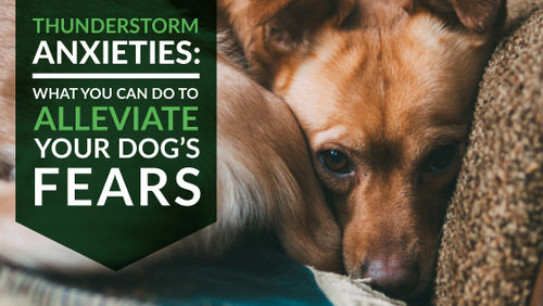 Thunderstorm Anxieties: What You Can Do to Alleviate your Dog’s Fears