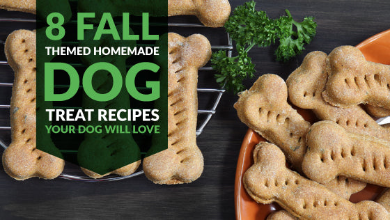8 Fall-Themed Homemade Dog Treat Recipes
