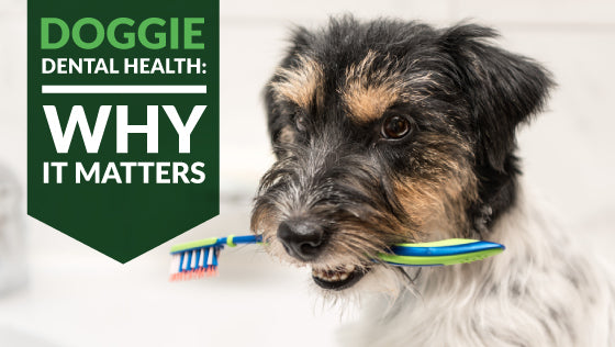 Doggie Dental Health - Why It Matters
