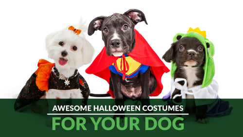 Awesome Dog Halloween Costumes For 2018