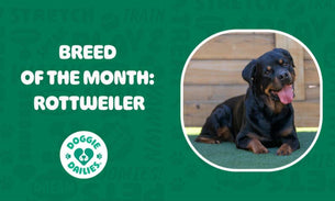 The Rottweiler: A Strong, Stable Family Guardian