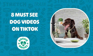 8 Must See TikTok Dog Videos
