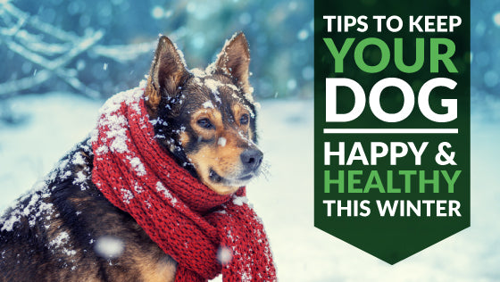 6 Tips to Keep Your Dog Happy and Healthy This Winter