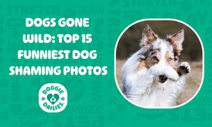 15 Hilarious Dog Shaming Moments That Will Make You Laugh Out Loud