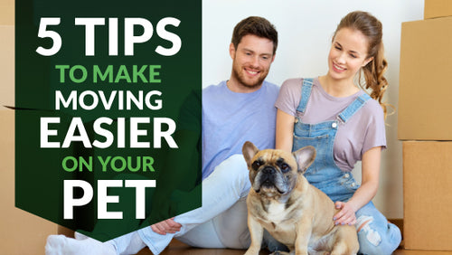 The Best Ways To Make Moving Easier On Your Pet