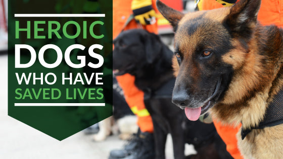 Meet the Heroic Pups Who Have Saved Lives