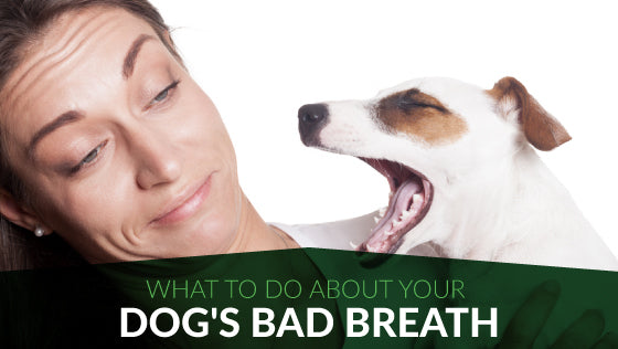 My Dog's Breath is Bad - What Can I Do?