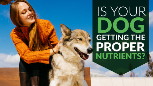 Is Your Dog Getting The Proper Nutrients? Supplements Could Help.