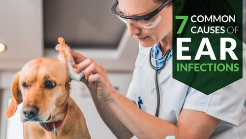 7 Common Causes of Dog Ear Infections You Need to Know