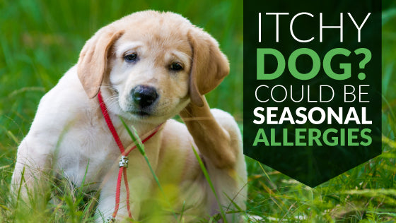 Itchy Dog? It Could Be Seasonal Allergies