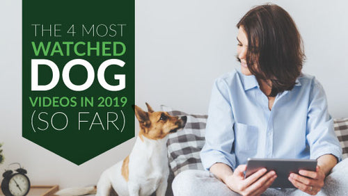 4 of the Most-Watched Dog Videos on YouTube in 2019 (So Far)