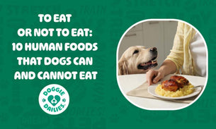 To Eat or Not to Eat: 10 Human Foods that Dogs Can and Cannot Eat