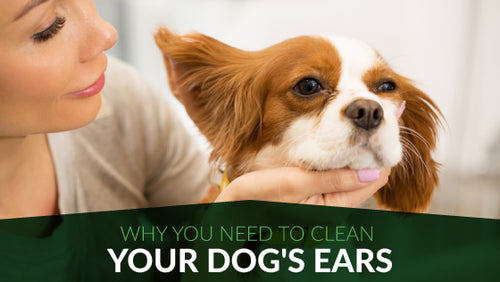 Why You Need to Clean Your Dog's Ears