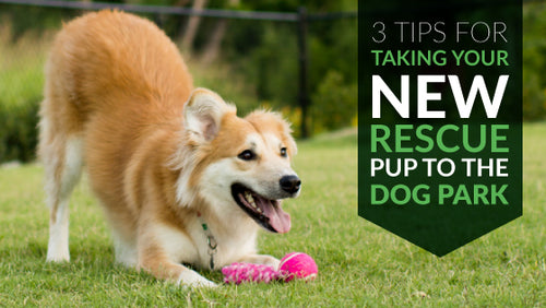 3 Tips For Taking Your New Rescue Pup To The Dog Park