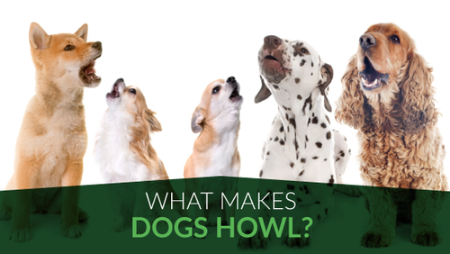 What Makes Dogs Howl?