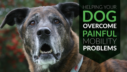 Helping Your Dog Overcome Painful Mobility Problems