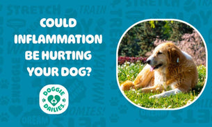 Anti Inflammatory for Dogs: Why Controlling Inflammation is Critical For A Healthy Dog