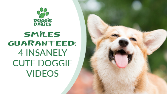 Smiles Guaranteed: Four Insanely Cute Doggie Videos