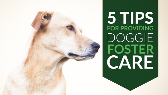 5 Tips for Providing Doggie Foster Care