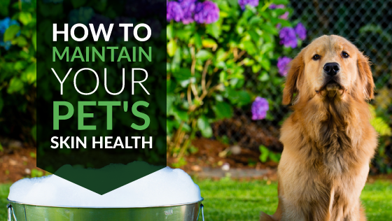 How to Maintain Your Pet’s Skin Health