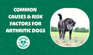 Common Causes & Risk Factors For Arthritis In Dogs