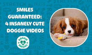 Smiles Guaranteed: Four Insanely Cute Doggie Videos