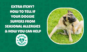 EXTRA ITCHY? HOW TO TELL IF YOUR DOGGIE SUFFERS FROM SEASONAL ALLERGIES & HOW YOU CAN HELP