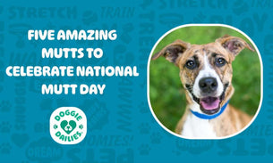 Five Amazing Mutts for National Mutt Day