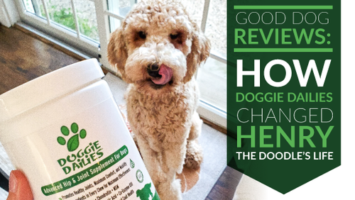 Good Dog Reviews: How Doggie Dailies Changed Henry the Doodle’s Life