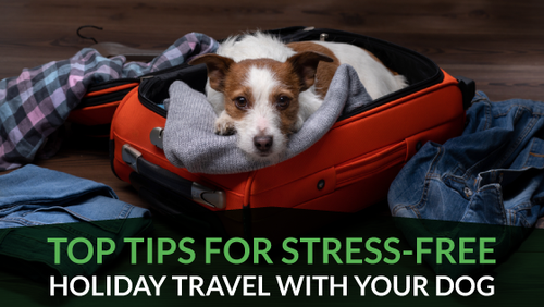 Top Tips for Stress-Free Holiday Travel With Your Dog
