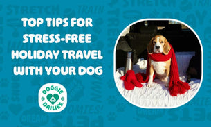 Top Tips for Stress-Free Holiday Travel With Your Dog