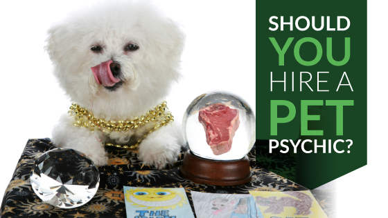 Should You Hire a Pet Psychic?