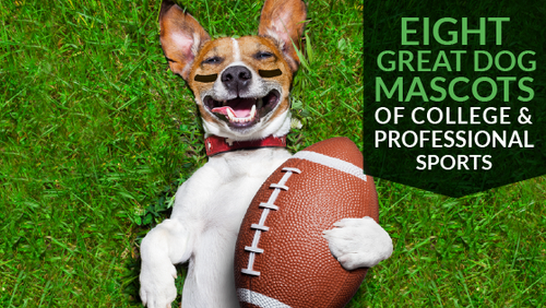 Eight Great Dog Mascots of College & Professional Sports