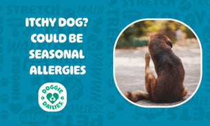 Itchy Dog? It Could Be Seasonal Allergies