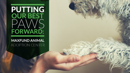 Putting Our Best Paws Forward: MaxFund Animal Adoption Center