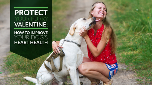 Protect Your Furry Valentine: How to Improve Your Dog’s Heart Health