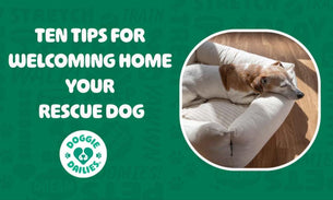 Ten Tips for Welcoming Home Your Rescue Dog